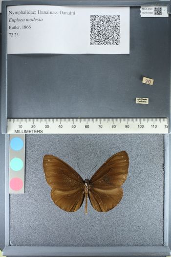 Media type: image;   Entomology 161160